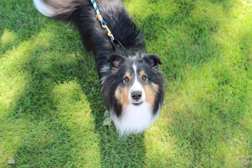 chickee who (1 of 1)