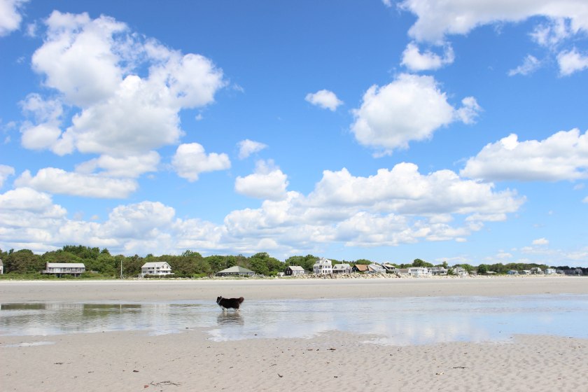 chickee who (1 of 1)