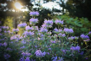 purple flower (1 of 1)
