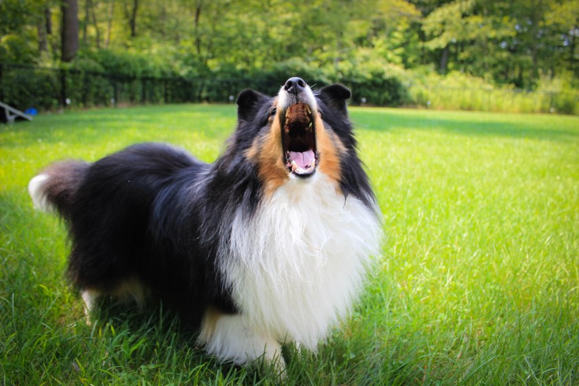 big mouth 8-13 (1 of 1)