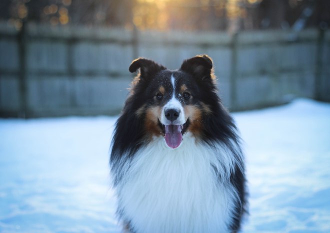 Greatness – Unstoppable Dogs