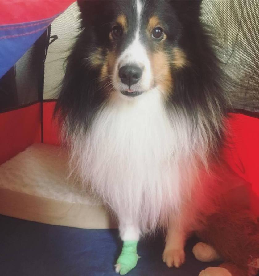 15109569_10208196532091270_3043071327496166809_n