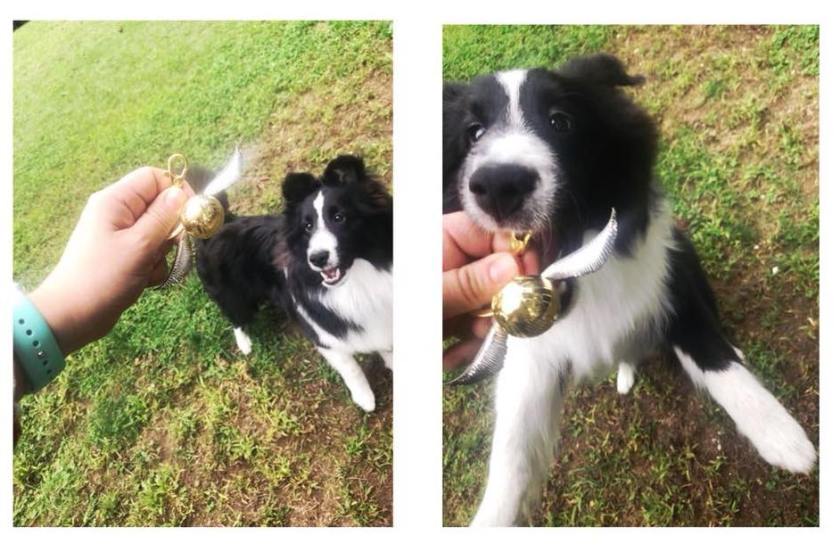 43378266_10213401999224695_8403506356786561024_n